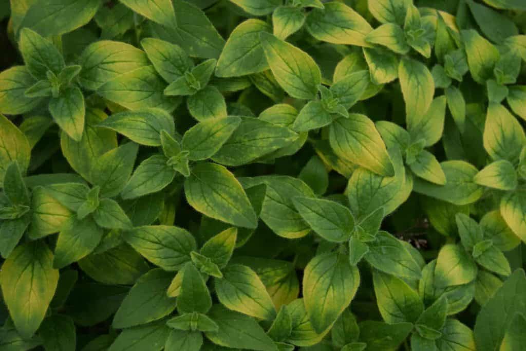 Origanum vulgare 'Aureum' ---